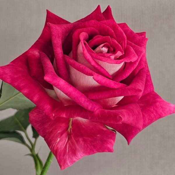 Monica Bellucci Rose