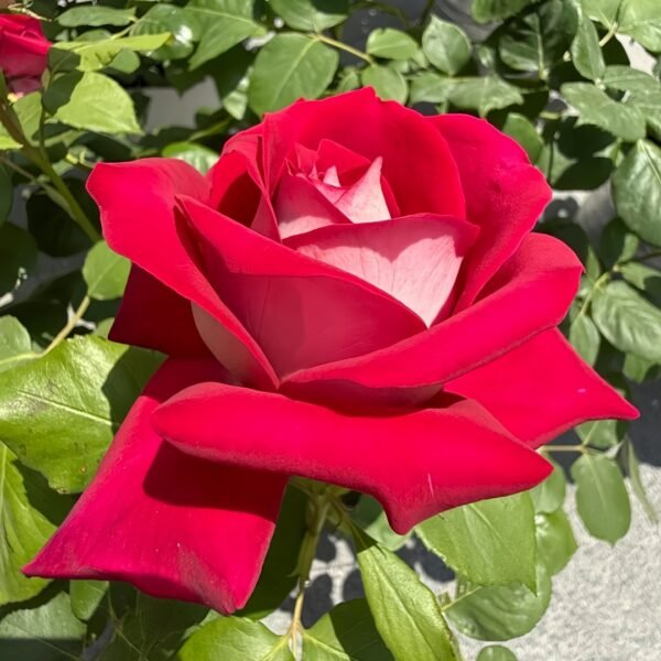 Monica Bellucci Rose