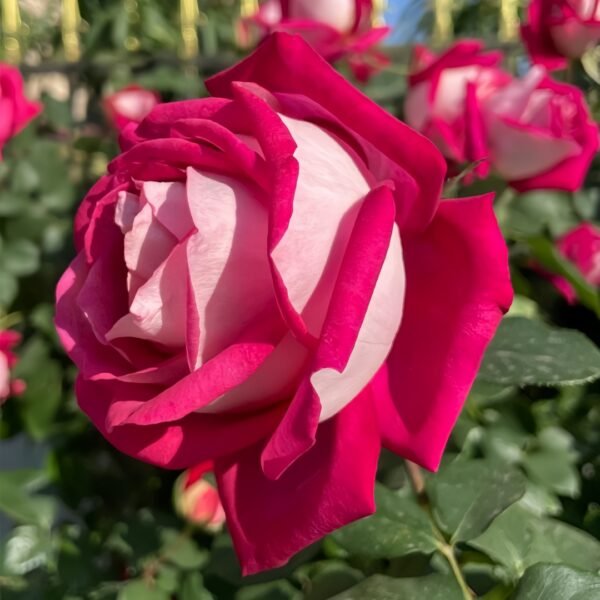 Monica Bellucci Rose