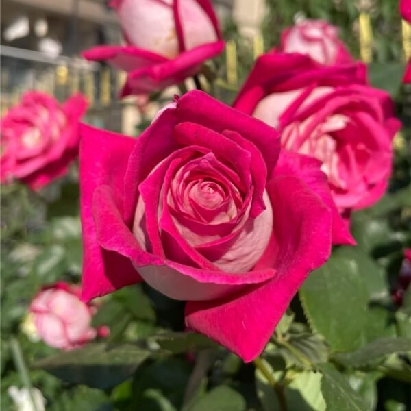 Monica Bellucci Rose