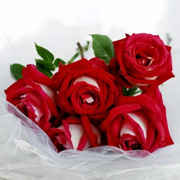 Monica Bellucci Rose