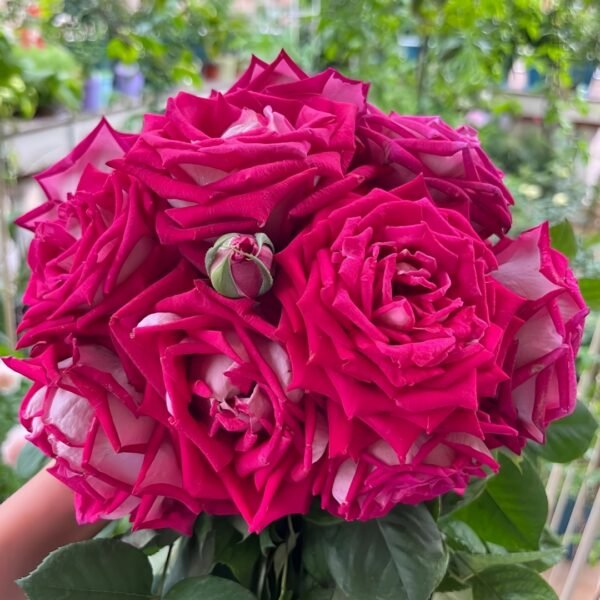 Monica Bellucci Rose