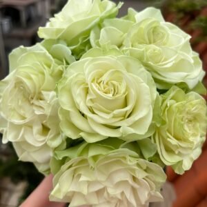 Moonstone Rose