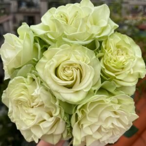 Moonstone Rose
