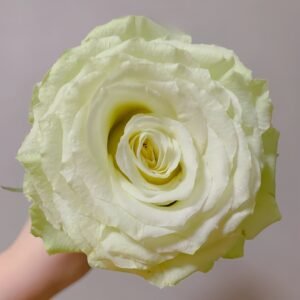 Moonstone Rose
