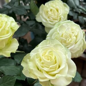 Moonstone Rose