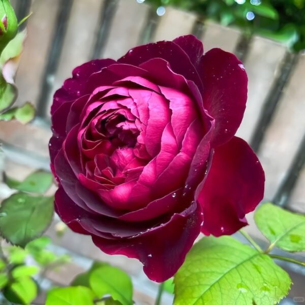 Munstead Wood Rose