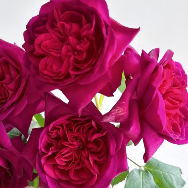 Munstead Wood Rose