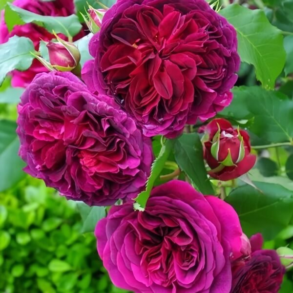 Munstead Wood Rose