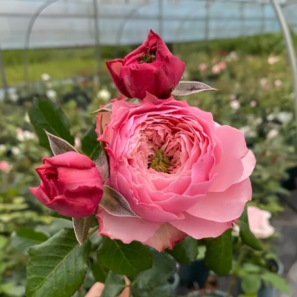 Northanger Abbey Rose