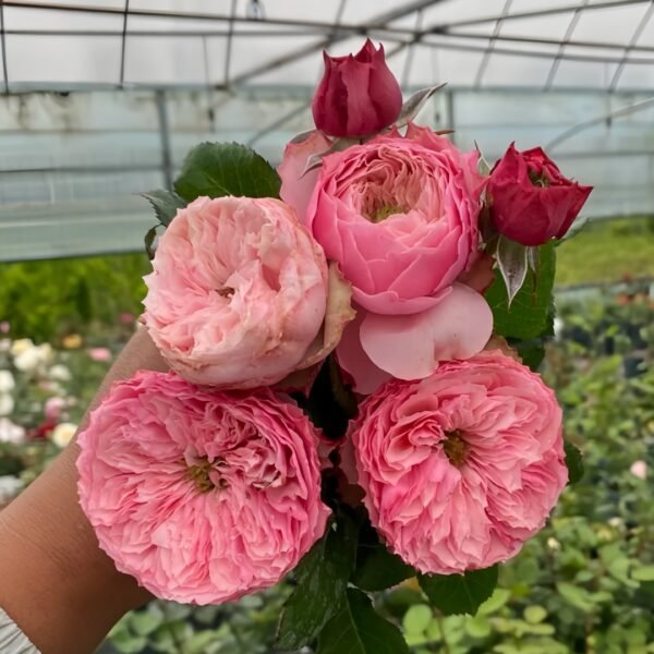 Northanger Abbey Rose