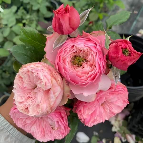 Northanger Abbey Rose