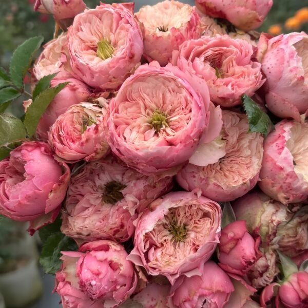 Northanger Abbey Rose