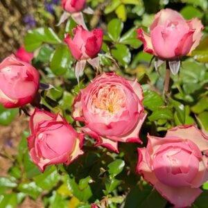Northanger Abbey Rose