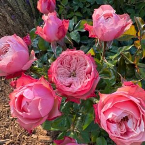 Northanger Abbey Rose