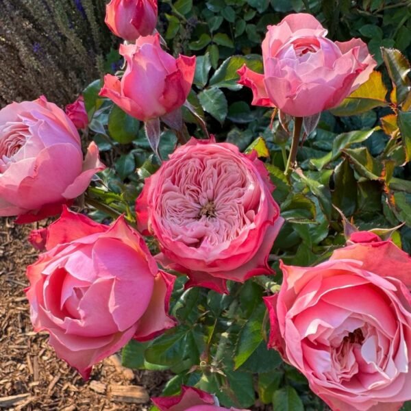 Northanger Abbey Rose