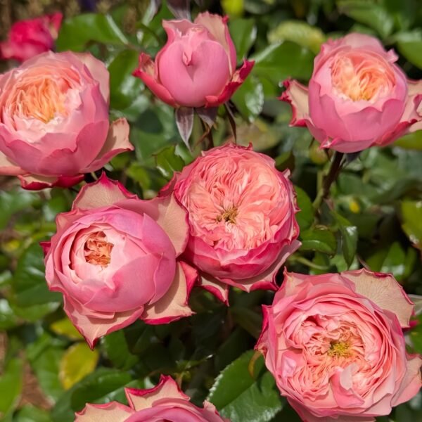 Northanger Abbey Rose