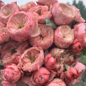 Northanger Abbey Rose