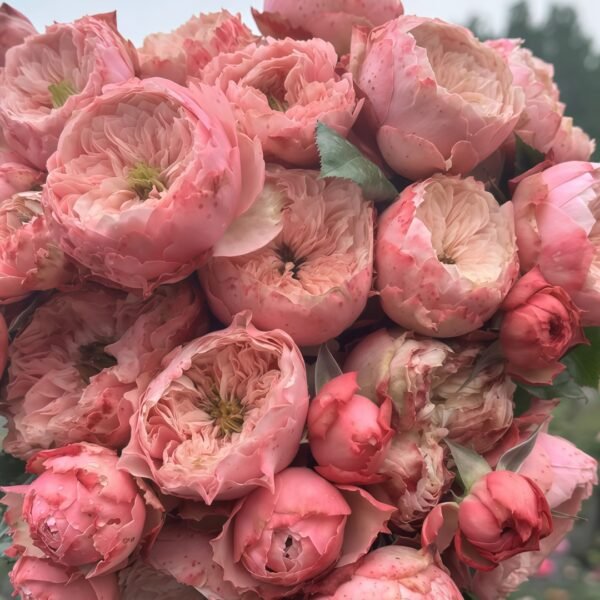 Northanger Abbey Rose