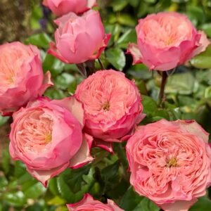 Northanger Abbey Rose