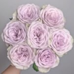 Notre Dame Rose