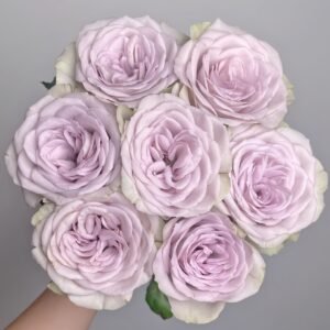 Notre Dame Rose