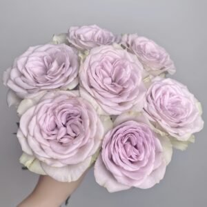 Notre Dame Rose