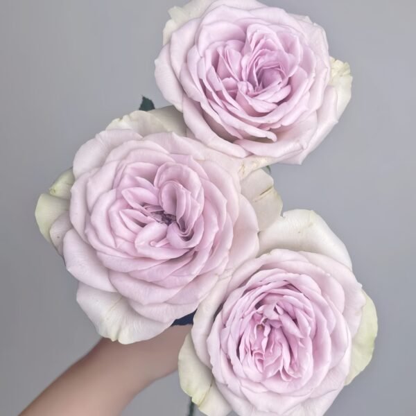 Notre Dame Rose