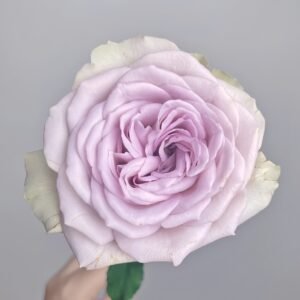 Notre Dame Rose