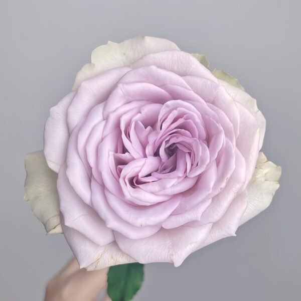 Notre Dame Rose