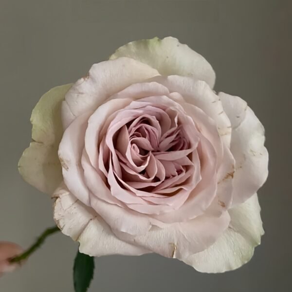 Notre Dame Rose
