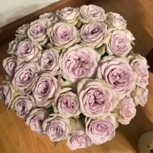 Notre Dame Rose