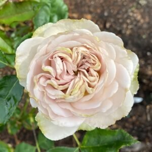 Notre Dame Rose
