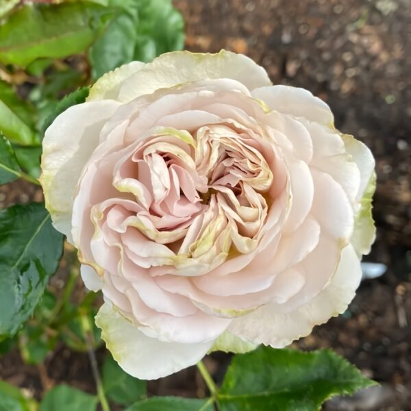 Notre Dame Rose