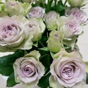 Notre Dame Rose