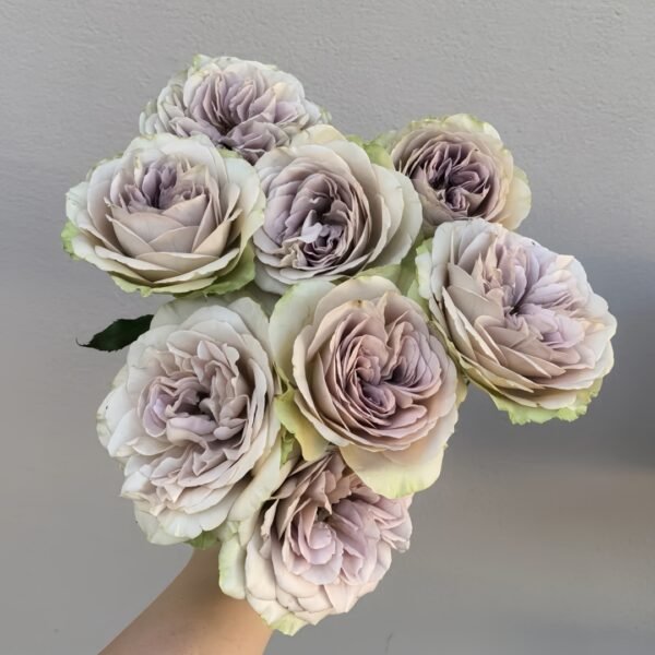 Notre Dame Rose
