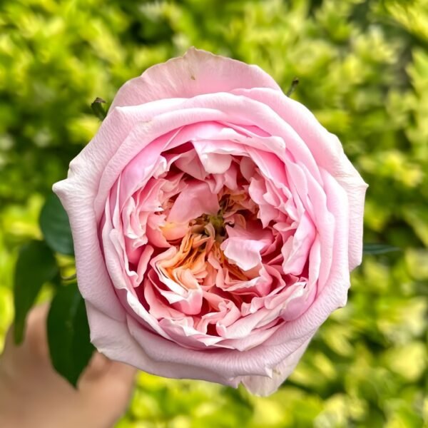 Notting Hill Rose