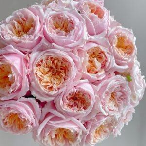 Notting Hill Rose Plant|诺丁山 - 图片 10