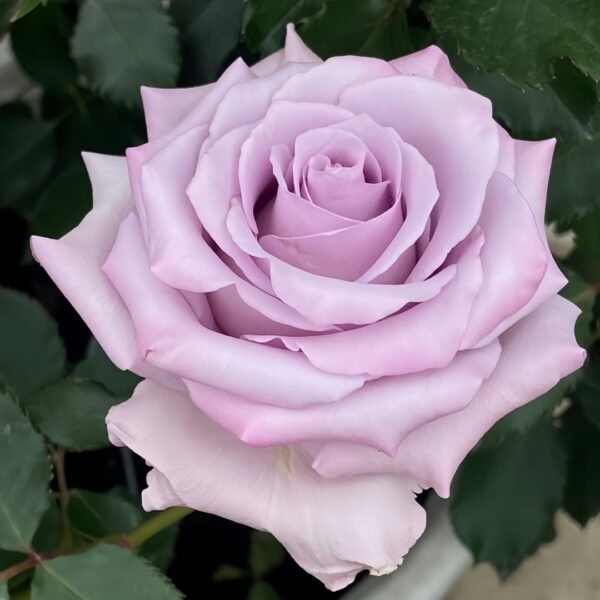 Ocean Song Rose