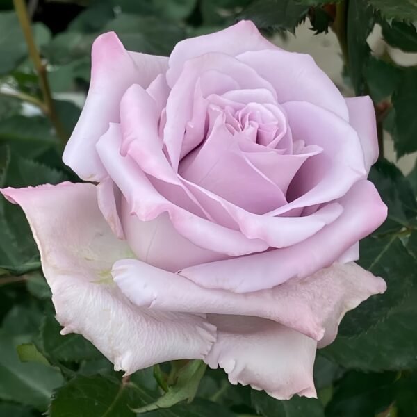 Ocean Song Rose