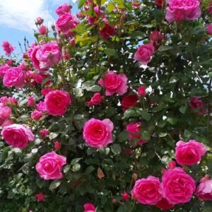 Parade Rose