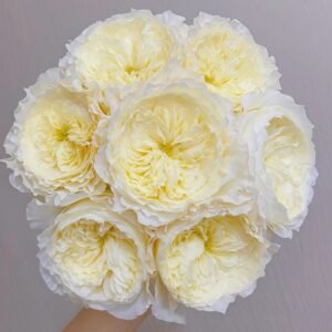 Patience Rose
