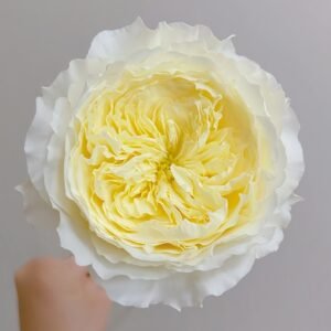 Patience Rose