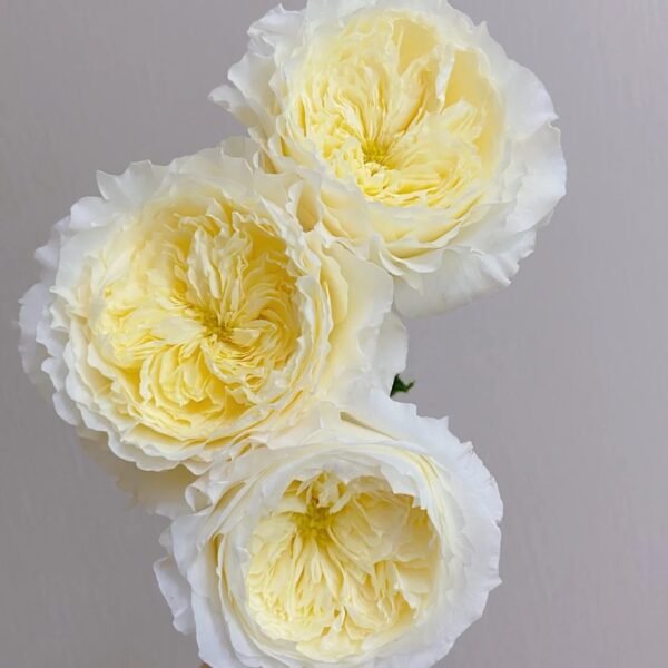 Patience Rose