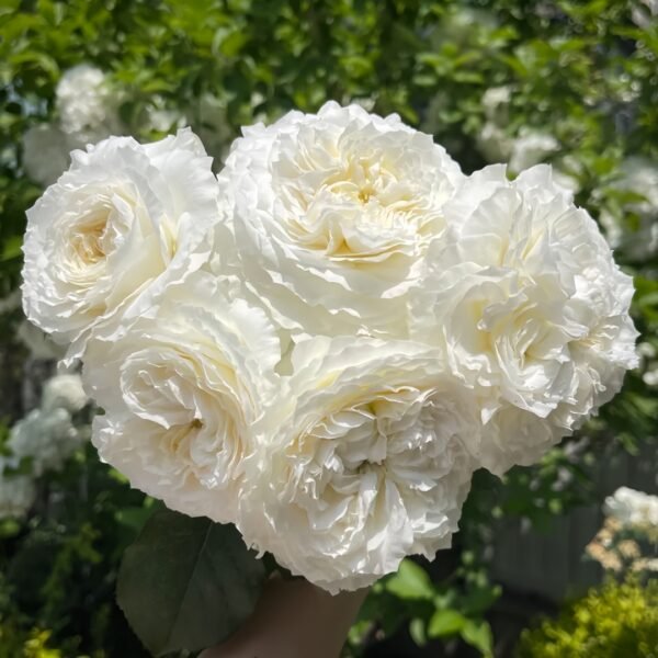 Patience Rose