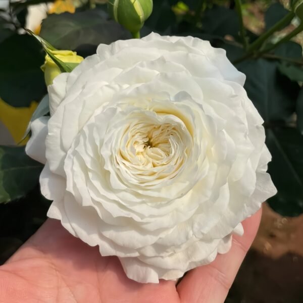 Patience Rose