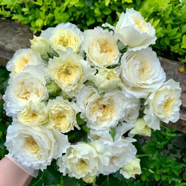 Patience Rose