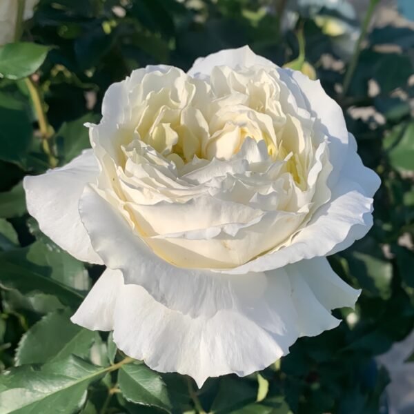 Patience Rose