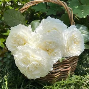 Patience Rose