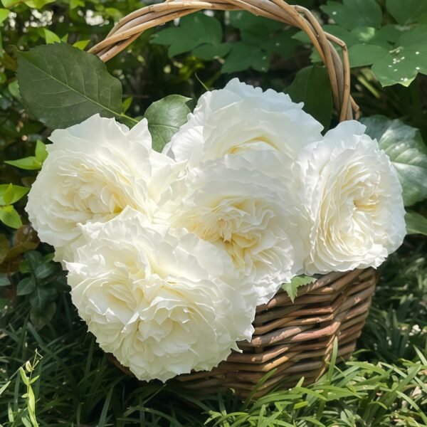Patience Rose